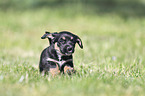 running Dachshund-Mongrel Puppy