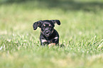 running Dachshund-Mongrel Puppy