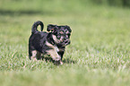 walking Dachshund-Mongrel Puppy