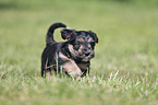 walking Dachshund-Mongrel Puppy