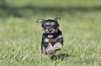 running Dachshund-Mongrel Puppy