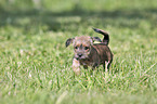running Dachshund-Mongrel Puppy
