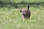 walking Dachshund-Mongrel Puppy