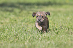 running Dachshund-Mongrel Puppy