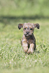 running Dachshund-Mongrel Puppy