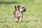 running Dachshund-Mongrel Puppy