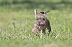 running Dachshund-Mongrel Puppy