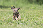 running Dachshund-Mongrel Puppy