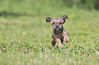 running Dachshund-Mongrel Puppy