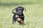 running Dachshund-Mongrel Puppy