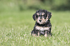 sitting Dachshund-Mongrel Puppy