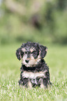 sitting Dachshund-Mongrel Puppy