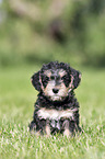 sitting Dachshund-Mongrel Puppy
