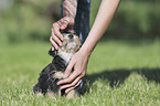 human with Dachshund-Mongrel Puppy