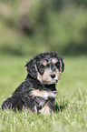 sitting Dachshund-Mongrel Puppy