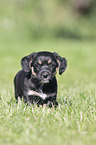 standing Dachshund-Mongrel Puppy