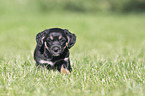 standing Dachshund-Mongrel Puppy