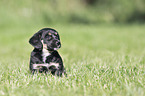 sitting Dachshund-Mongrel Puppy