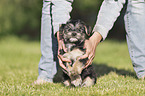 human with Dachshund-Mongrel Puppy