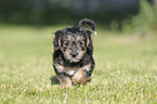 walking Dachshund-Mongrel Puppy