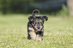 walking Dachshund-Mongrel Puppy