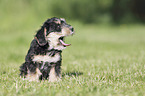 sitting Dachshund-Mongrel Puppy