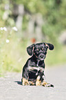 sitting Dachshund-Mongrel Puppy