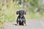 sitting Dachshund-Mongrel Puppy