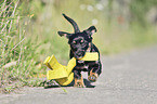 running Dachshund-Mongrel Puppy