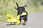 running Dachshund-Mongrel Puppy