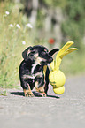 walking Dachshund-Mongrel Puppy
