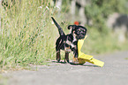 walking Dachshund-Mongrel Puppy