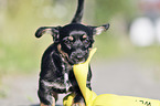 Dachshund-Mongrel Puppy