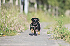 running Dachshund-Mongrel Puppy