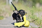 running Dachshund-Mongrel Puppy