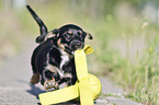 running Dachshund-Mongrel Puppy