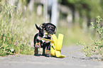 running Dachshund-Mongrel Puppy