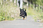 running Dachshund-Mongrel Puppy