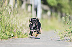 running Dachshund-Mongrel Puppy