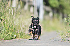 running Dachshund-Mongrel Puppy