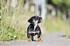 standing Dachshund-Mongrel Puppy
