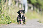 standing Dachshund-Mongrel Puppy