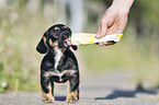 standing Dachshund-Mongrel Puppy