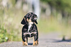 standing Dachshund-Mongrel Puppy