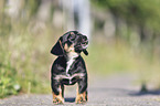 standing Dachshund-Mongrel Puppy