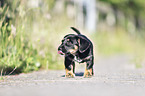 standing Dachshund-Mongrel Puppy