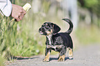 human with Dachshund-Mongrel Puppy