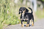 standing Dachshund-Mongrel Puppy