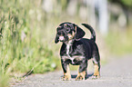 standing Dachshund-Mongrel Puppy