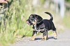 human with Dachshund-Mongrel Puppy